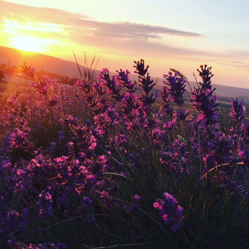 Лавандовый закат