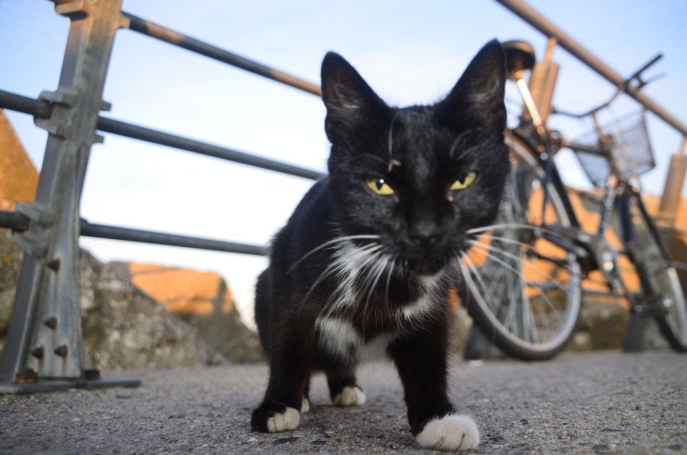 Теперь я здесь хозяин!