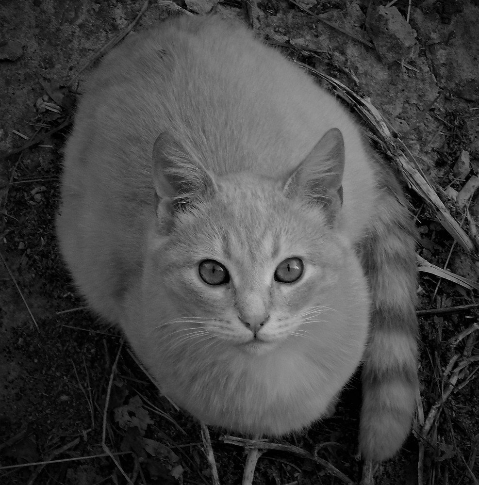 Глаза в глаза