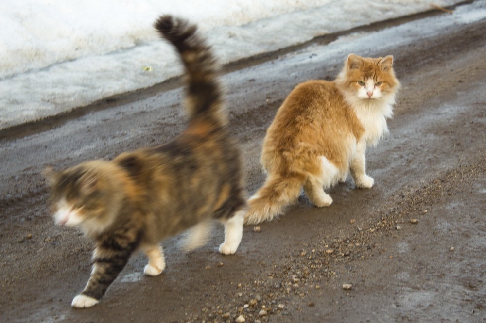 Мимолетное виденье