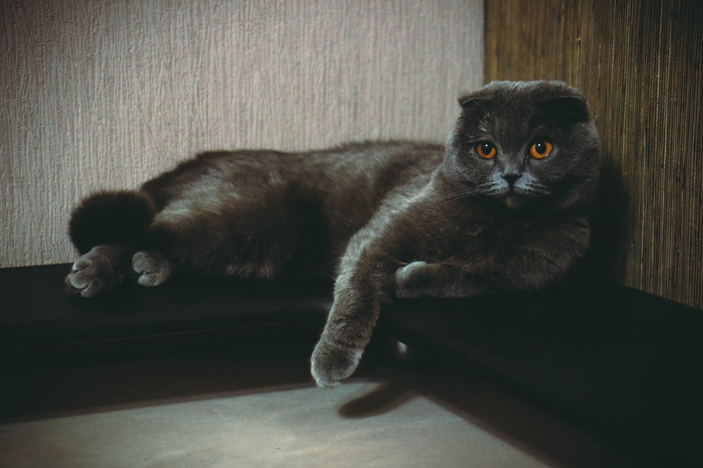 Мисс элегантность Мася