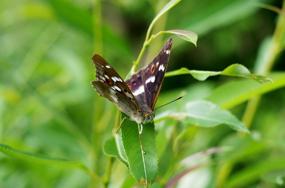 Взгляд бабочки