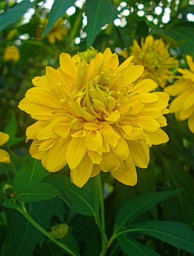 Желтый георгин.