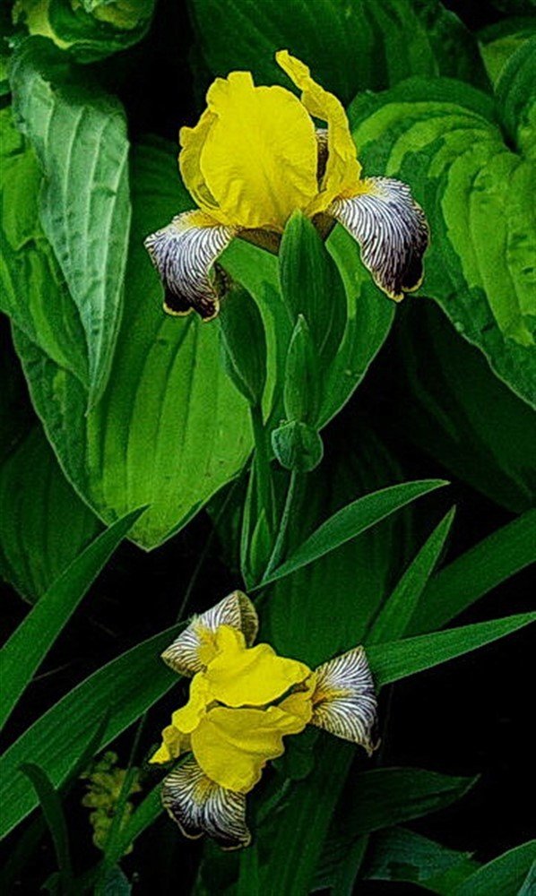 Желтый цветок.