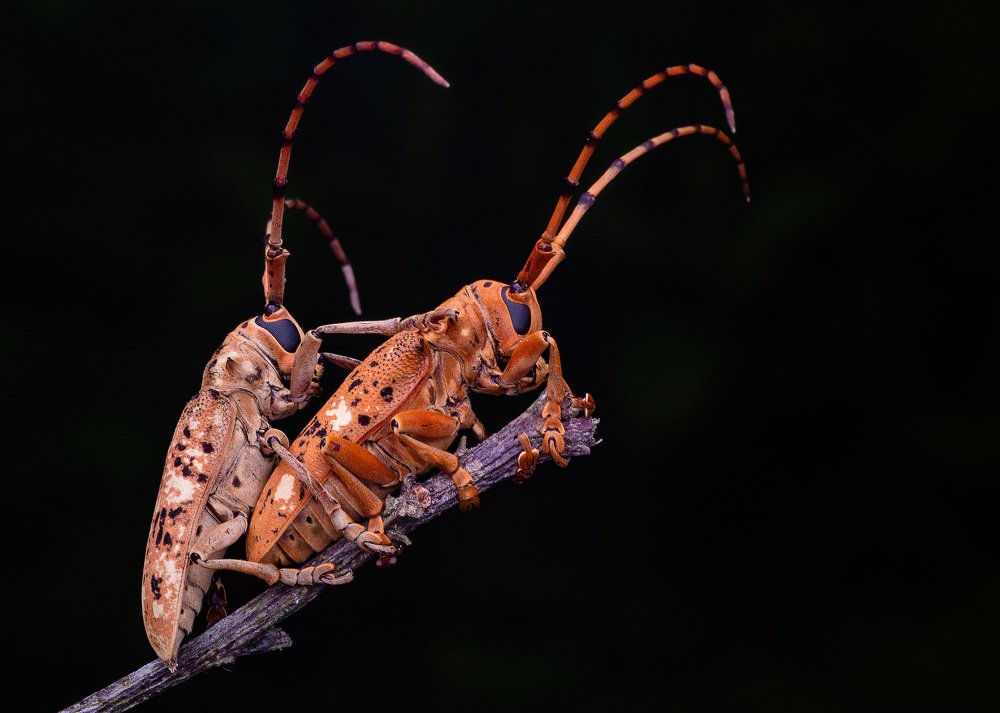 Longhorn beetles couple