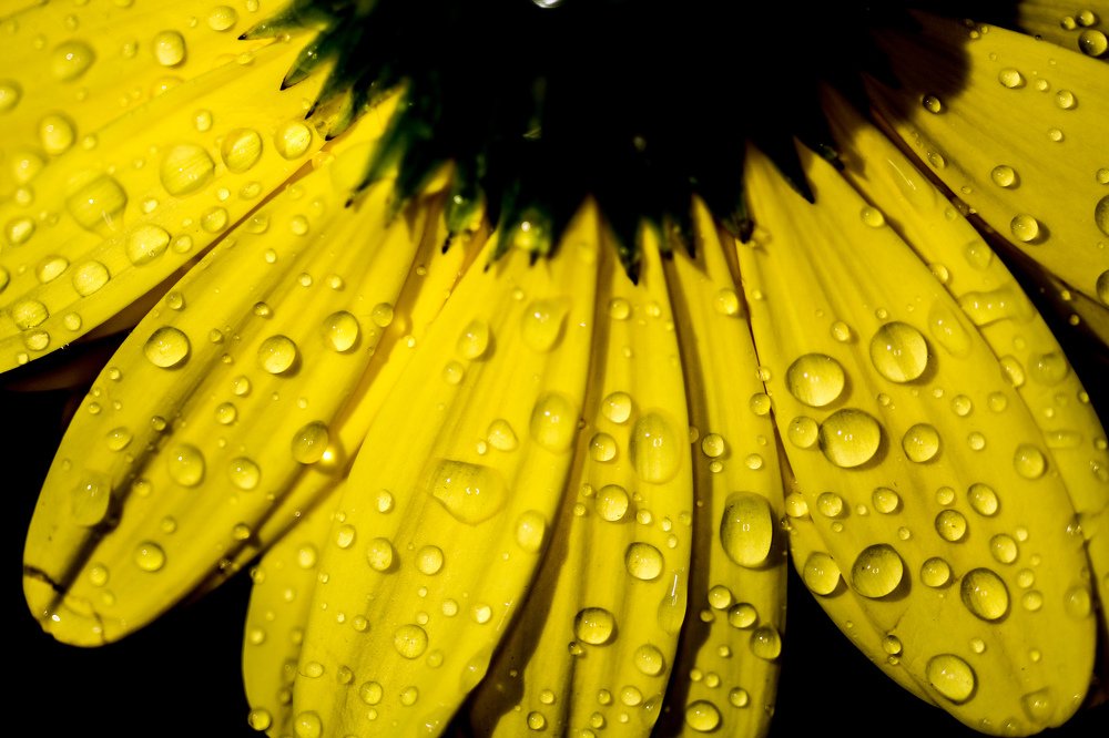 Water drops