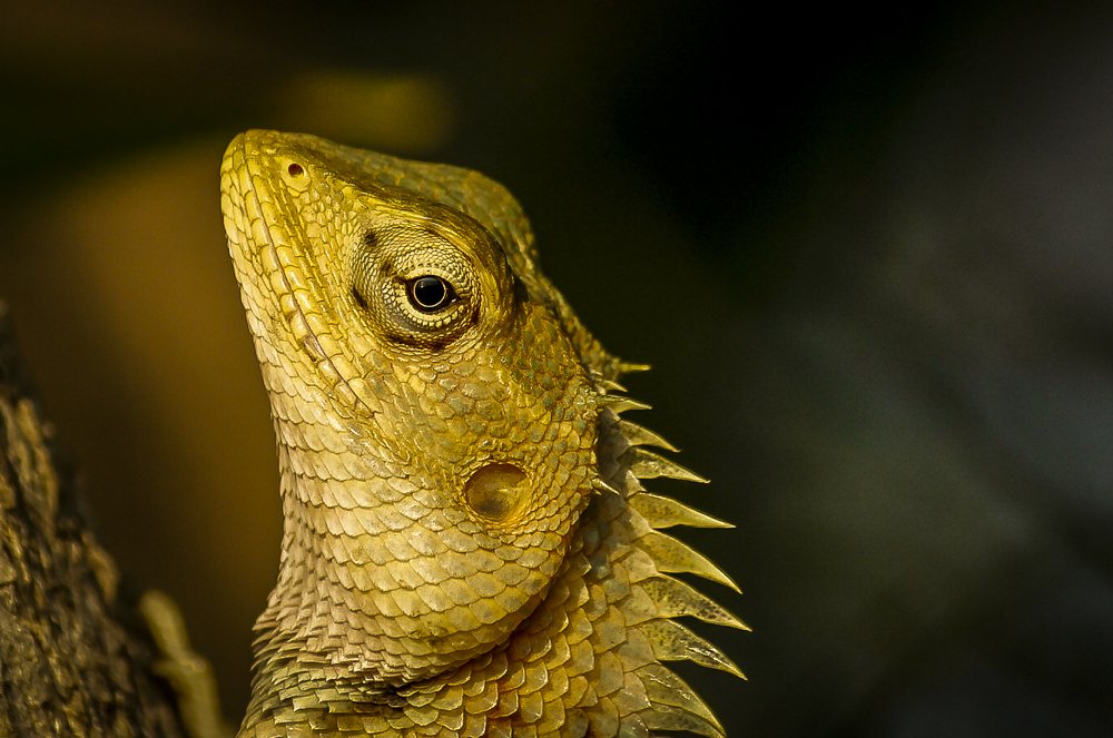 Portrait of a Garden Lizard