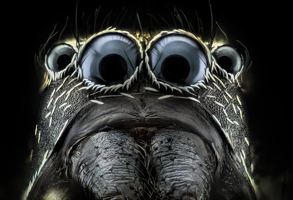 jumping spider eyes