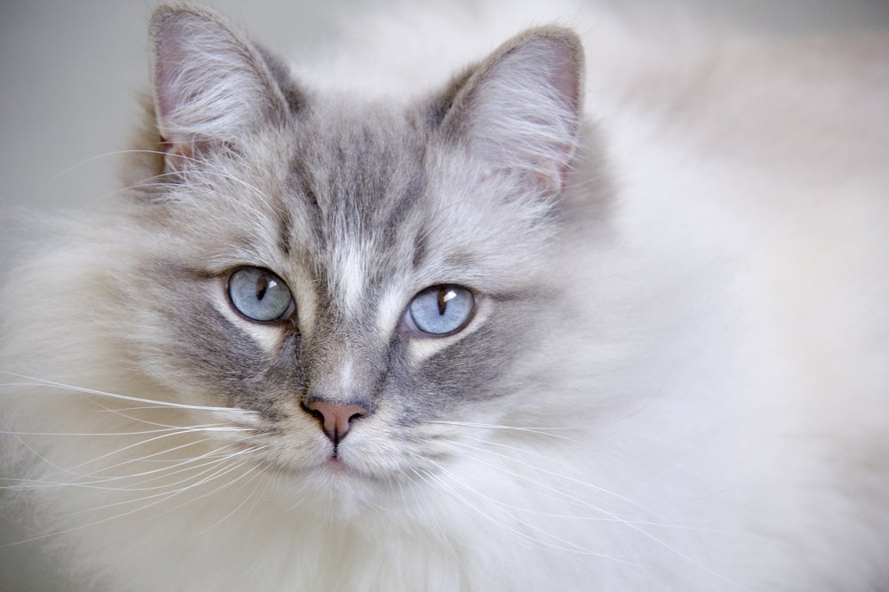 Closeup of Ragdoll Cat