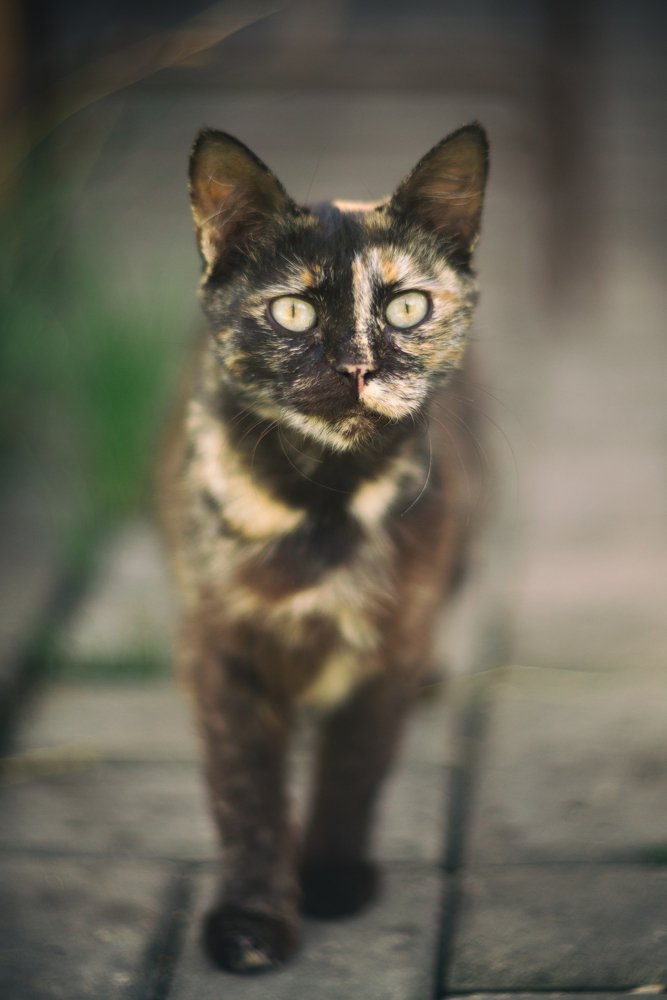 Зарайскикий кот