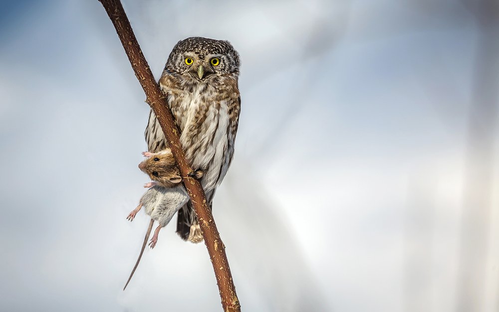 Очаровательный убийца. (воробьиный сыч)