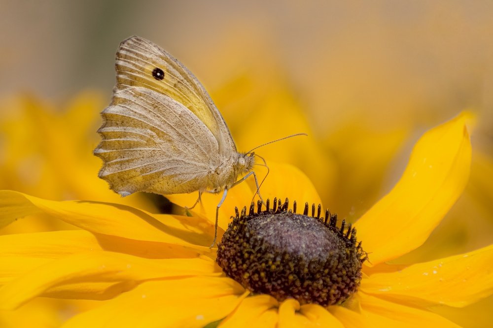 Yellow butterfly