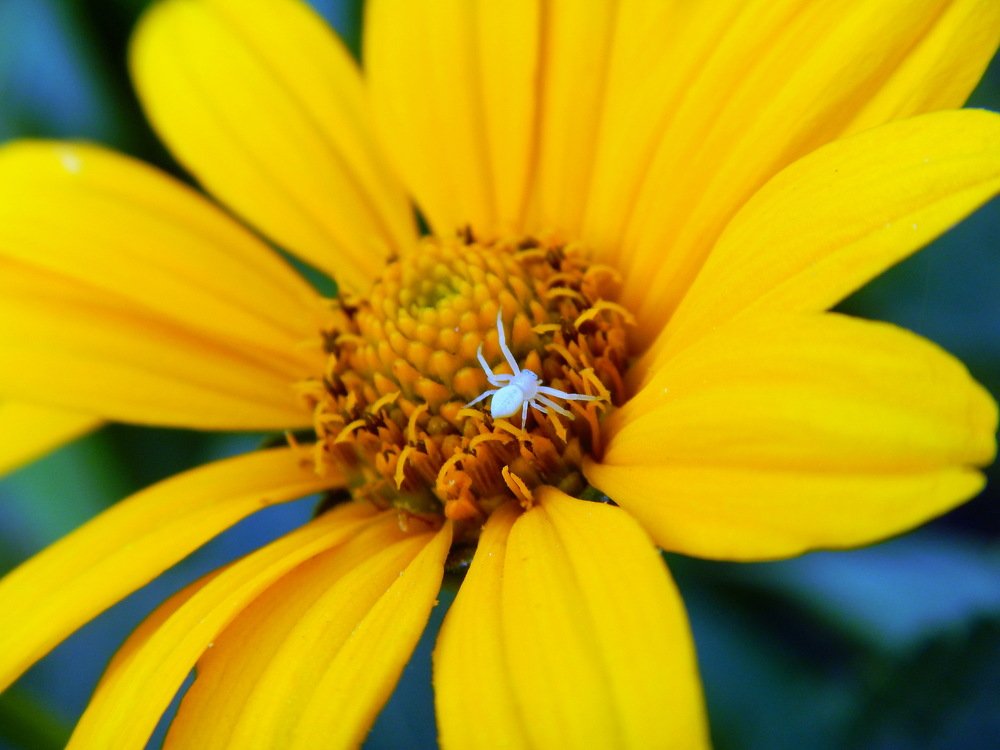 Photograph by Юлия Айрапетян