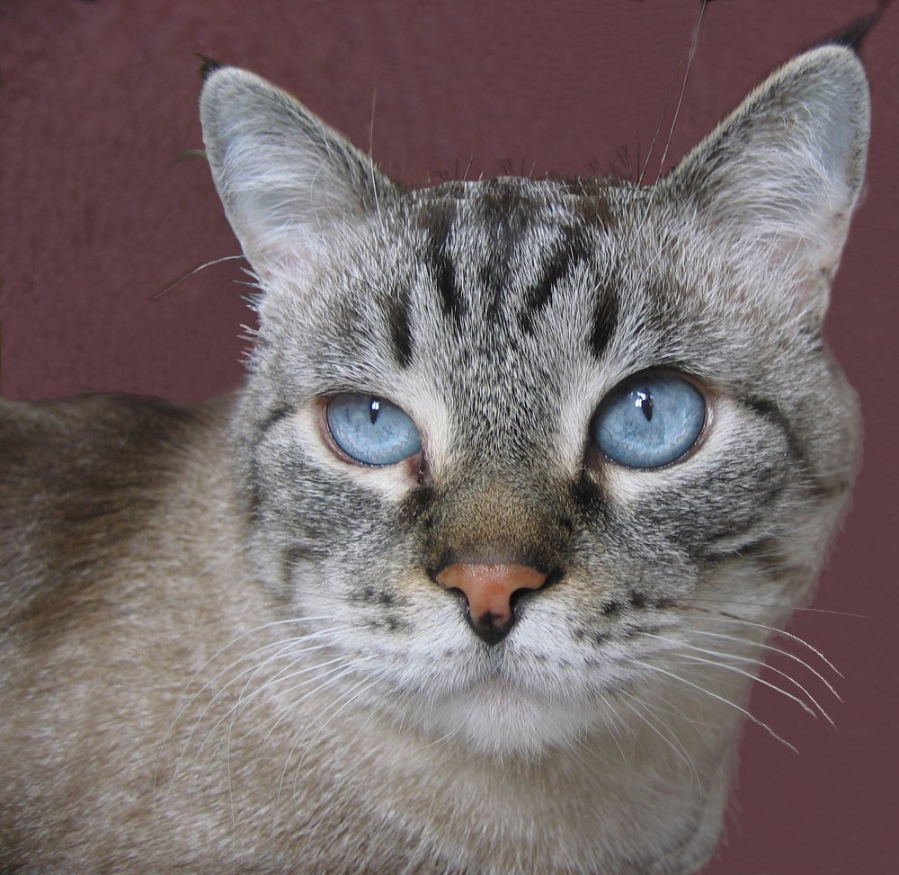 Портрет кота Руффуса