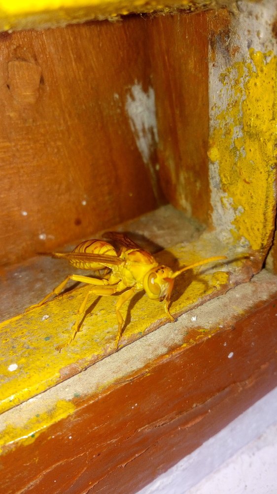 Yellow color