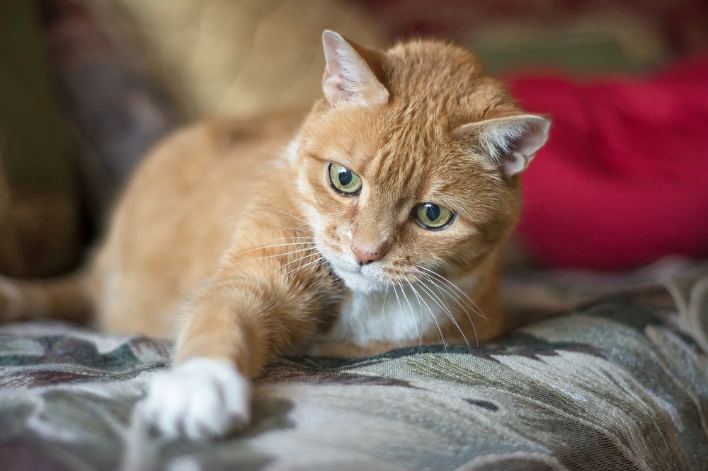 Портрет молодого человека...