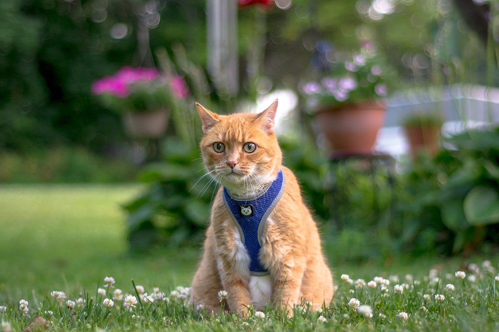 Кузя в цветочном салюте...
