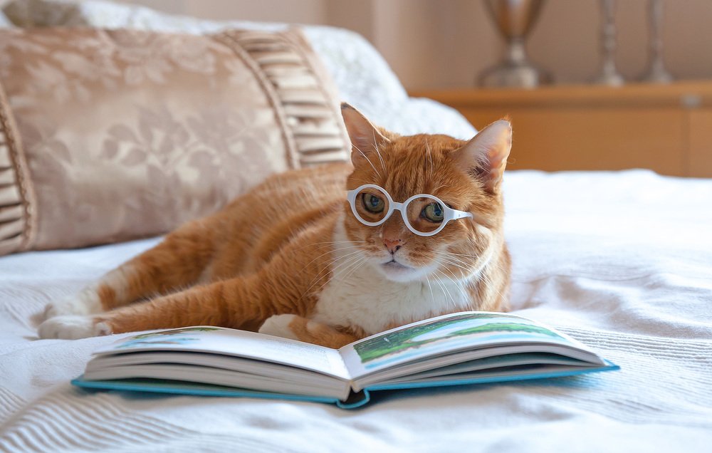 Кот ученый...