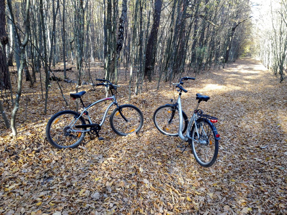 Осень в Беловежской пуще