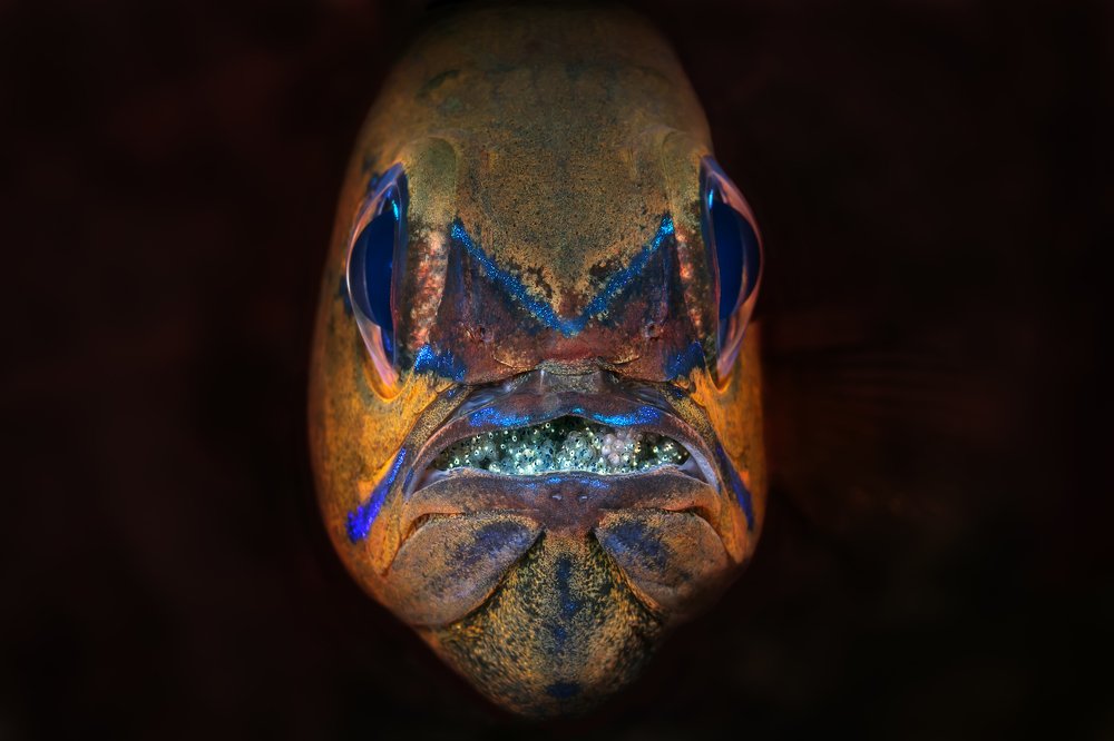 Хранитель икры