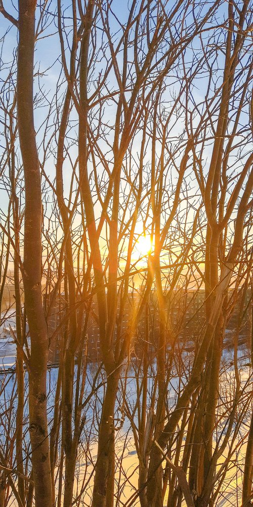 Ветки и солнце