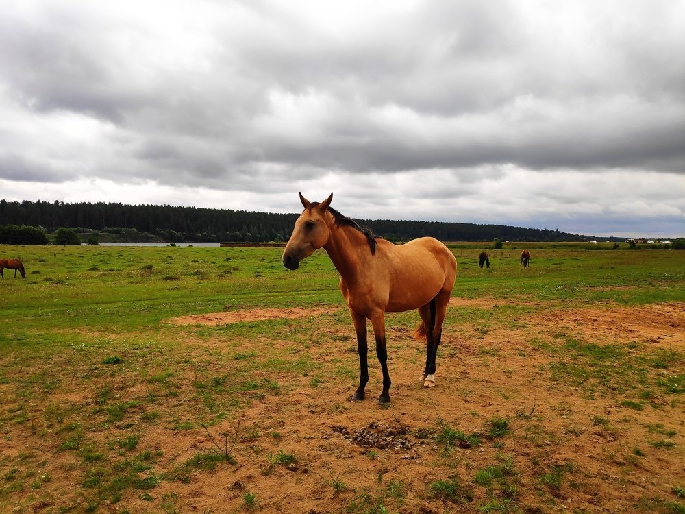 Прогулка по берегу Волги