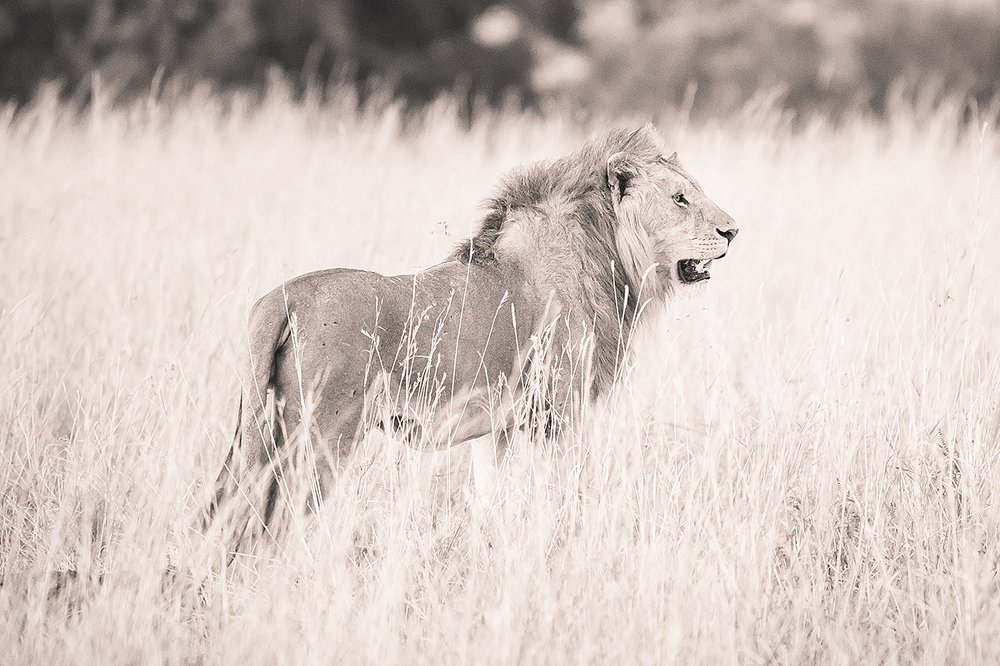 male lion searching for food