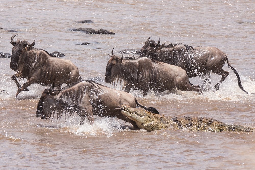 crocodile catching a wildebeest