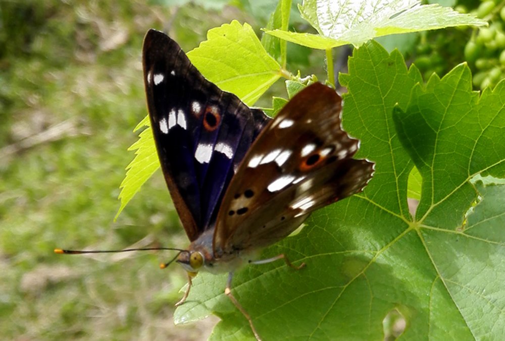 Бабочка на виноградном листе