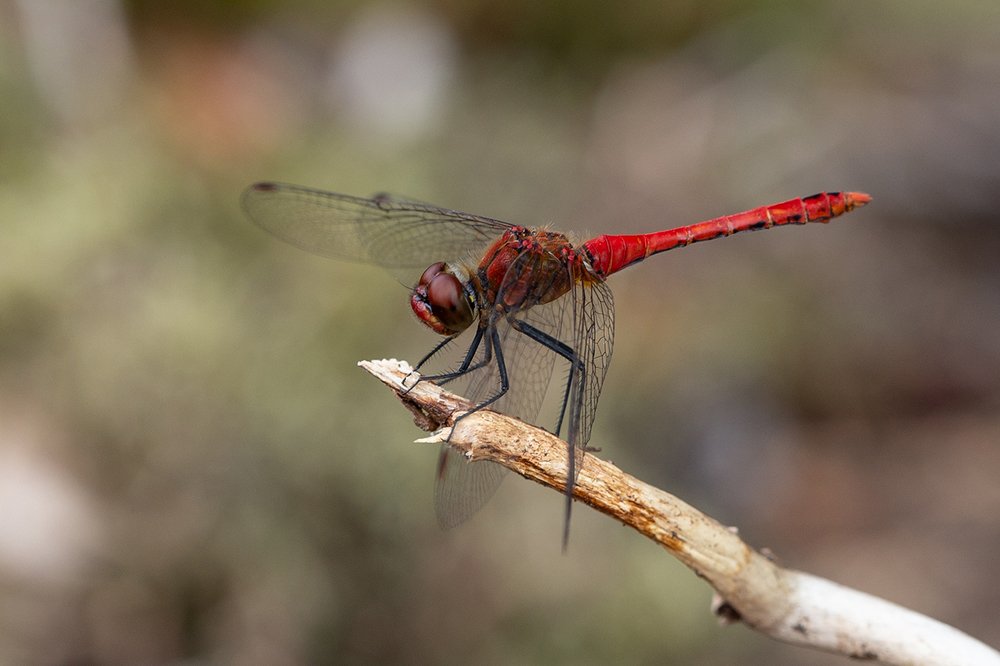 red dragonfly