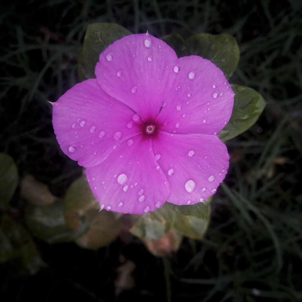 Raindrop flowers