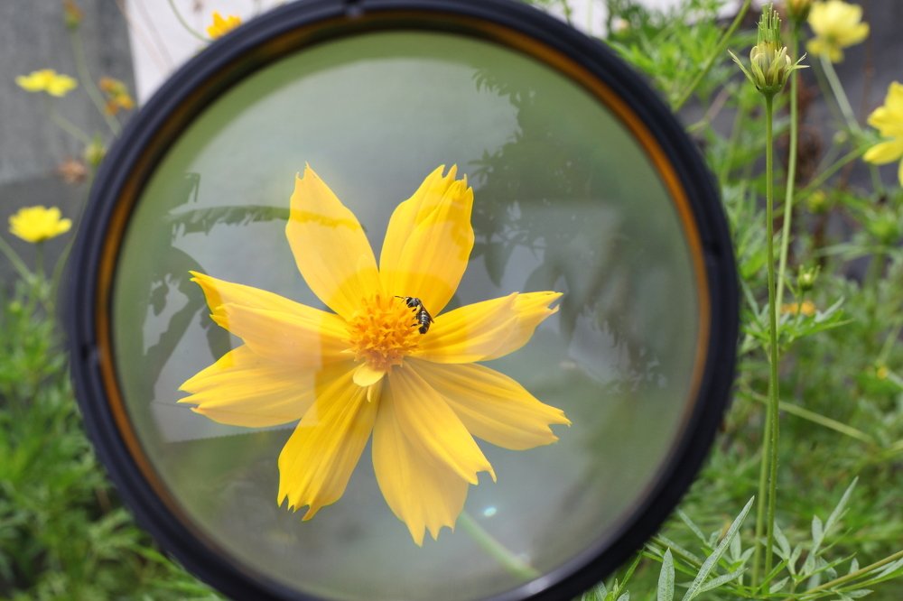 yellow flower nectar suction