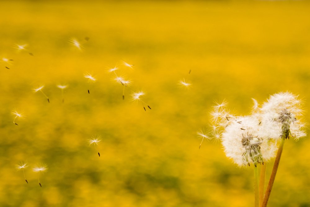 Фотография автора Гудкова Светлана