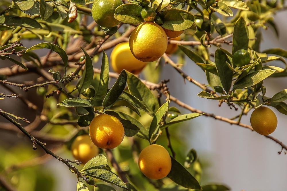 Солнечный фрукт