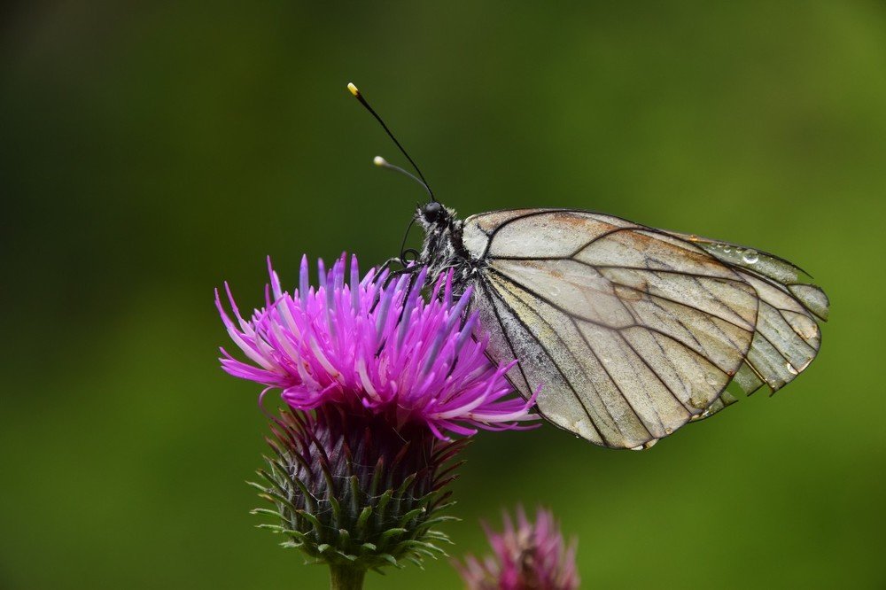 после дождя