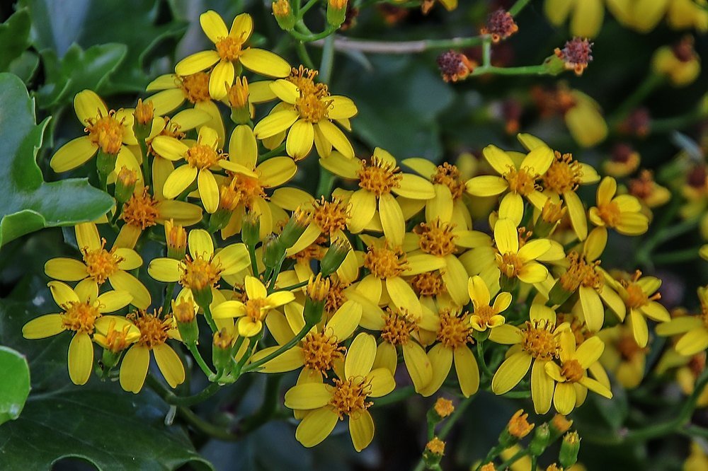 Звёздочки весны