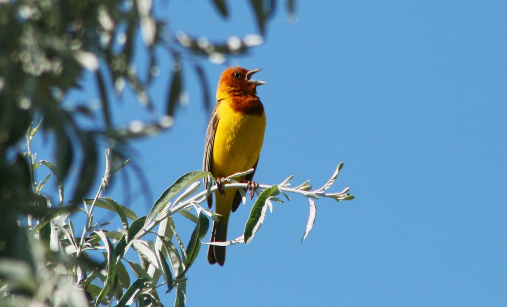 Весенний зов Иволги