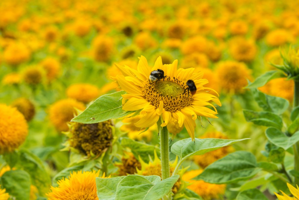 Photograph by Владимир Брагилевский