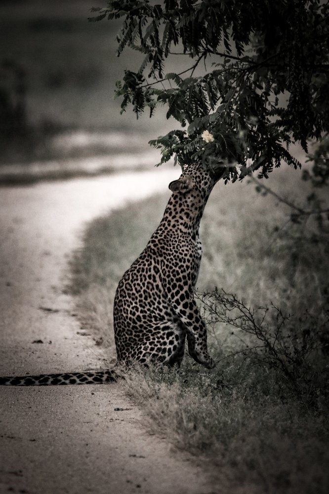 I am an omnivore cat