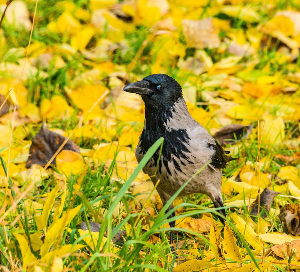 Осенняя ворона