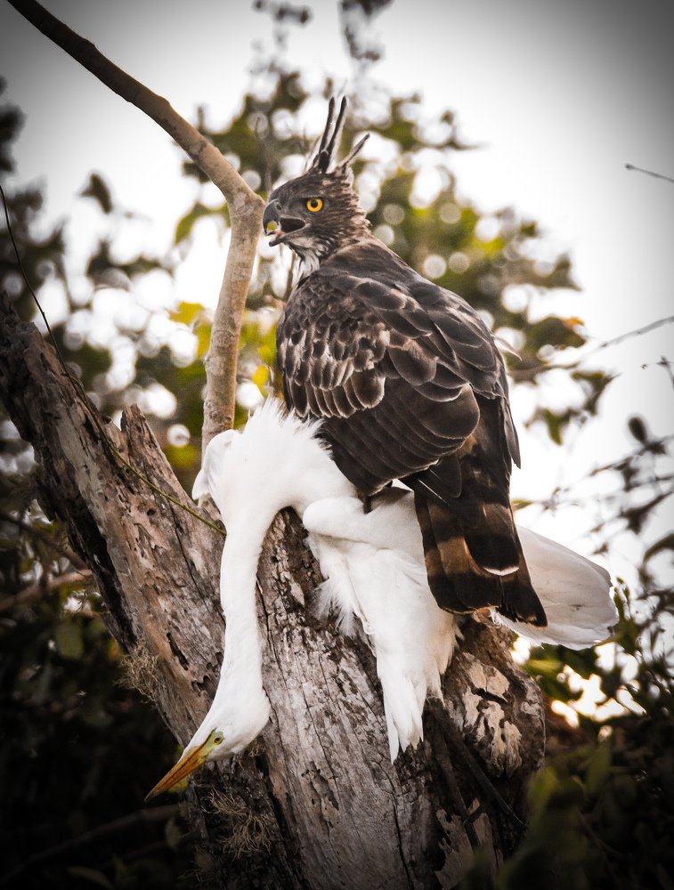 Nature decided who to live over whom