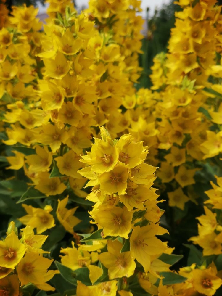 Желтый хоровод