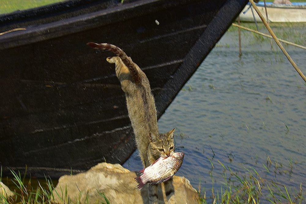 cat and fish 2