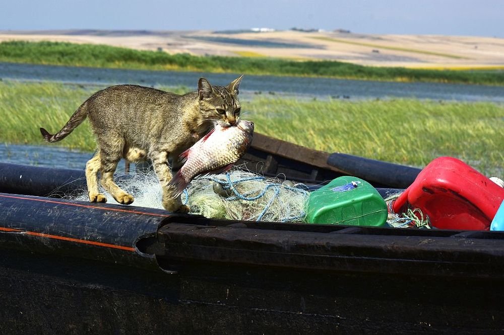 cat and fish 3