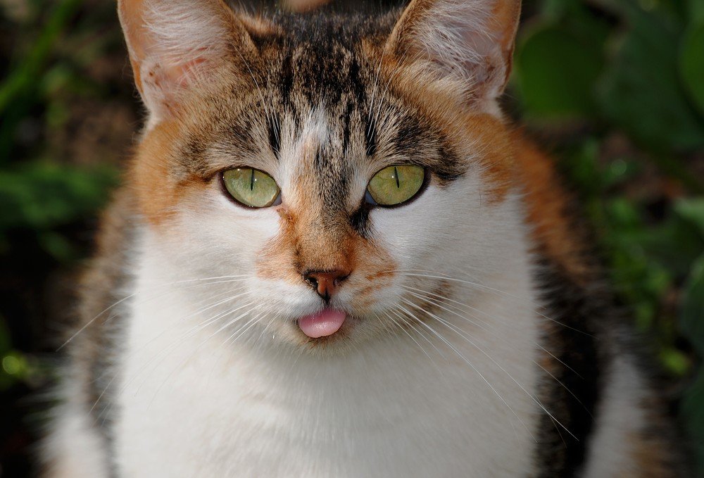 "Дразнилка"