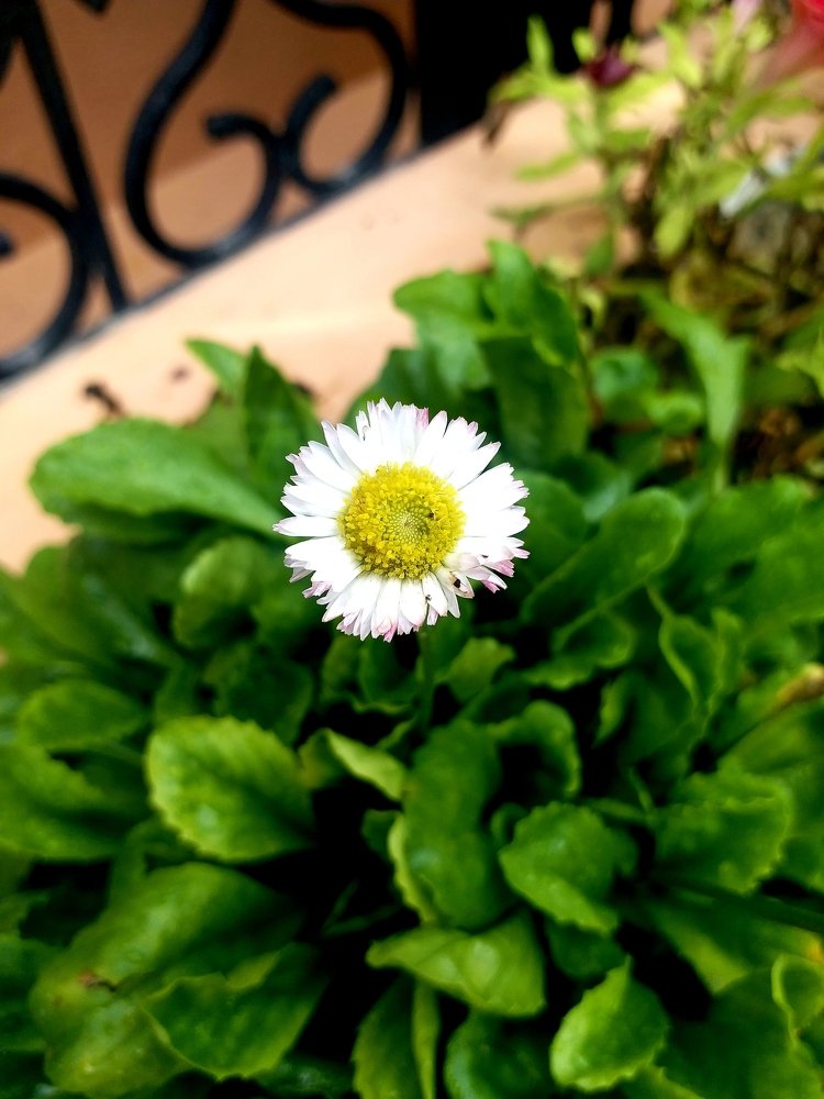 FLOWER
