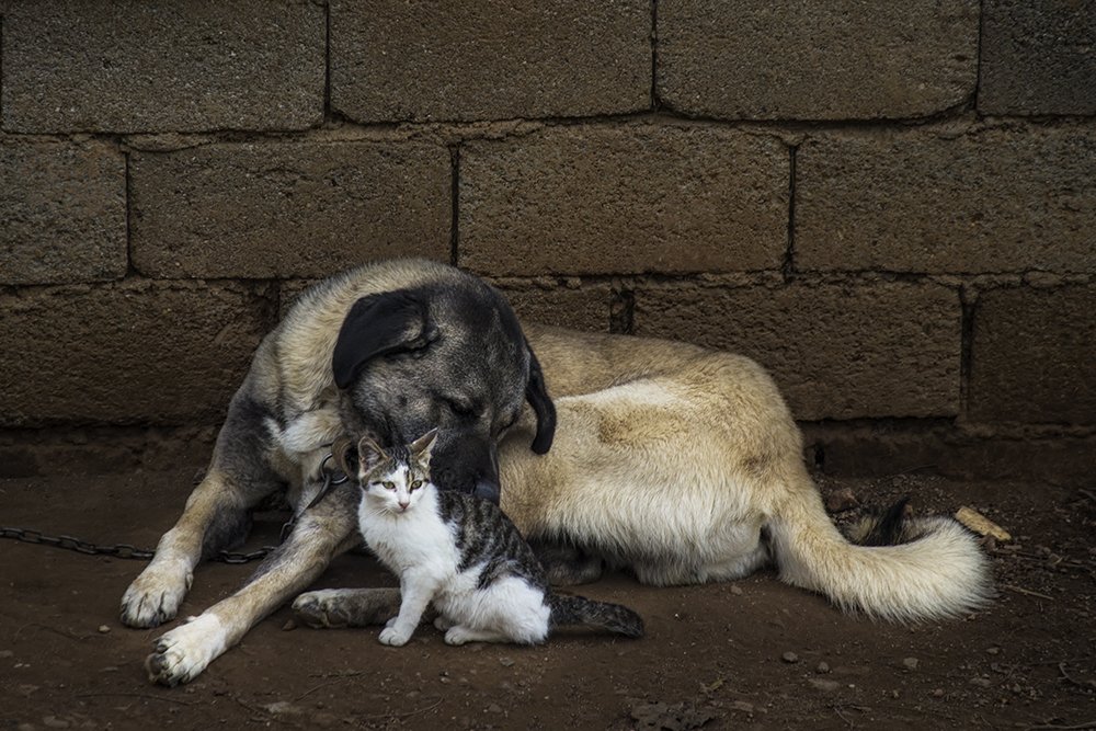 Who says the cat and the dog would not be friendly