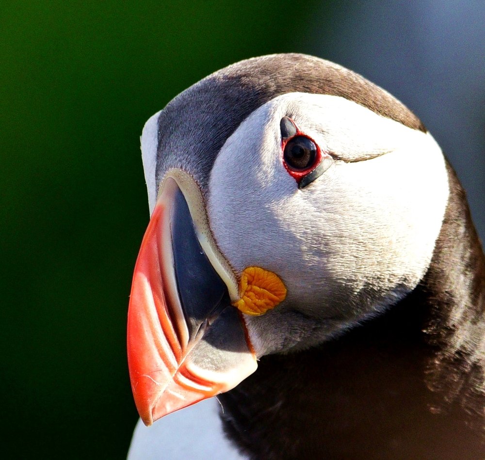 Puffin