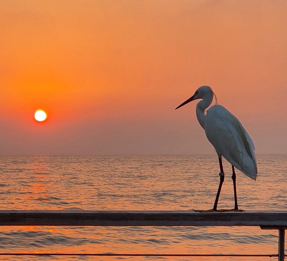 Цапля и море