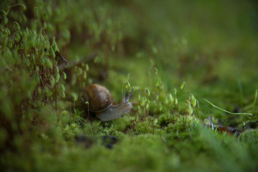 Таинственный лес